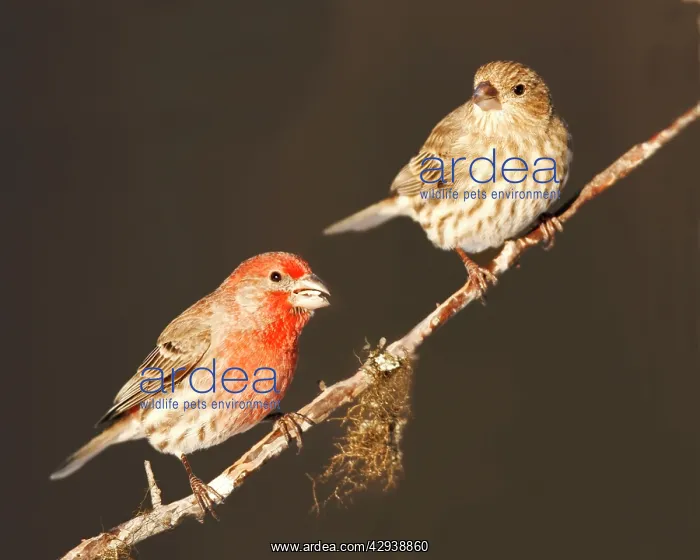  : House Finch