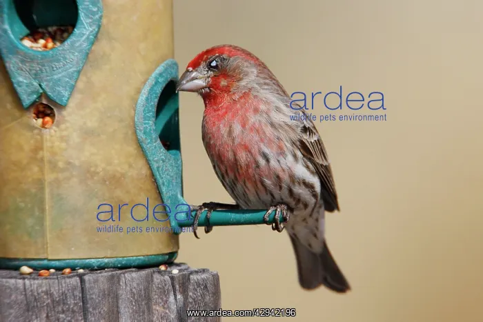  : House Finch