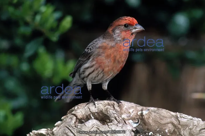 : House Finch : House Finch