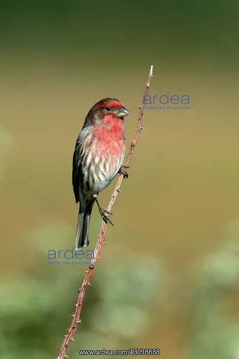 : House Finch : House Finch