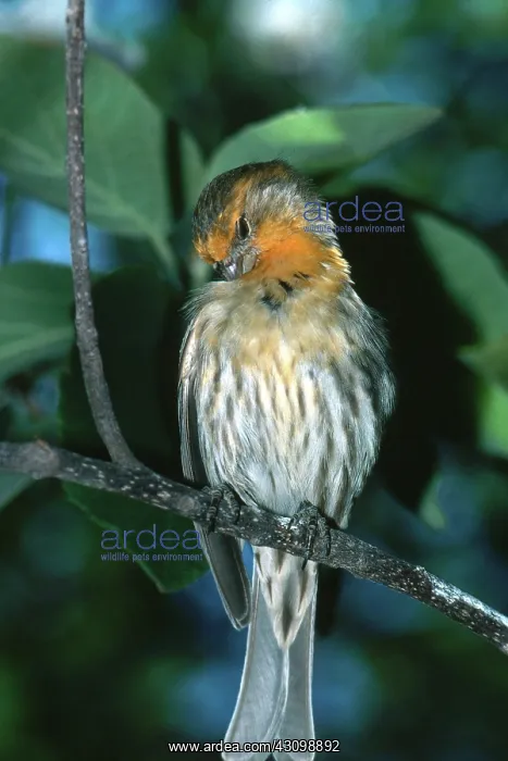 : House Finch : House Finch