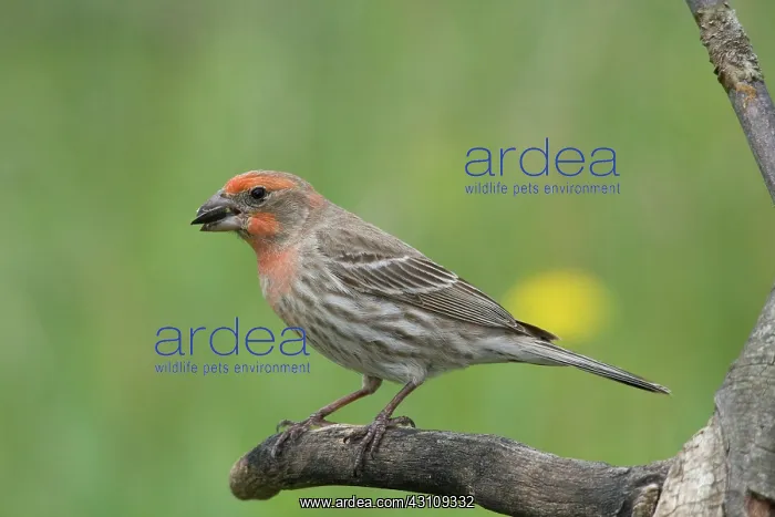 : House Finch : House Finch