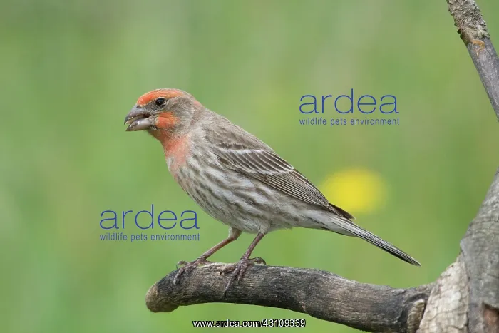 : House Finch : House Finch
