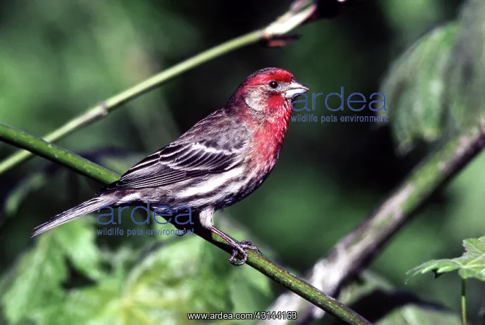 : House Finch : House Finch