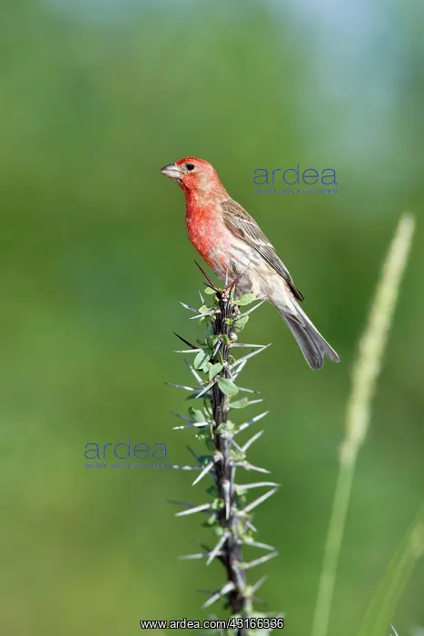 : House Finch : House Finch
