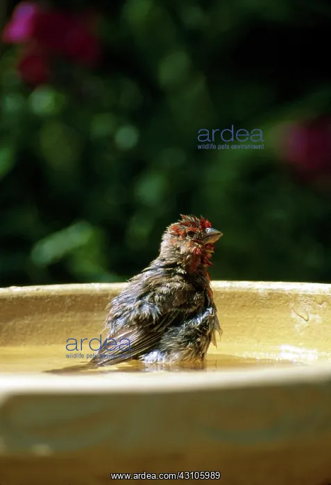 : House Finch Bathing : House Finch Bathing