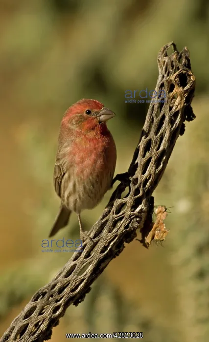 : House Finch - On cactus : House Finch - On cactus
