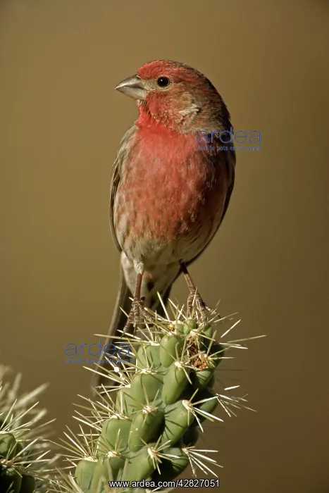 : House Finch - On cactus : House Finch - On cactus