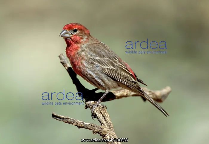  : House Finch (Carpodacus mexicanus)