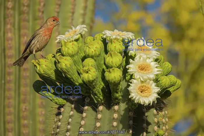 : House finch, Carpodacus mexicanus, on saguaro, Sonoran deser : House finch, Carpodacus mexicanus, on saguaro, Sonoran deser