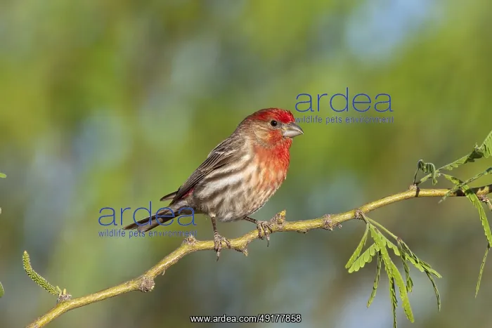 : House Finch Carpodacus mexicanus Amado : House Finch Carpodacus mexicanus Amado