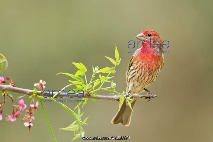 : House finch (Carpodacus mexicanus) male : House finch (Carpodacus mexicanus) male