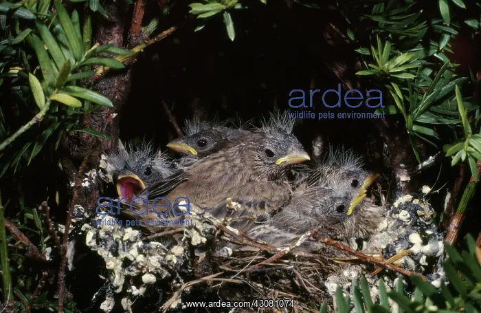: House finch chicks in nest : House finch chicks in nest