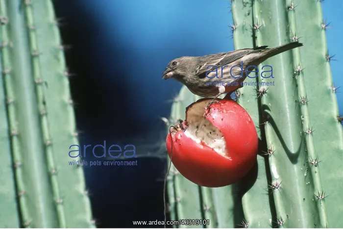 : HOUSE FINCH - Female feeding on berry : HOUSE FINCH - Female feeding on berry