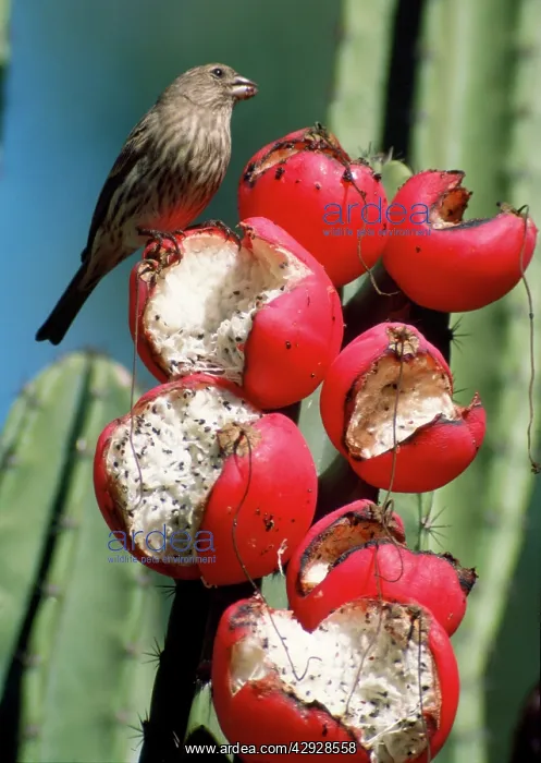 : House Finch - female feeding on fruits of Cereus peruvianus : House Finch - female feeding on fruits of Cereus peruvianus