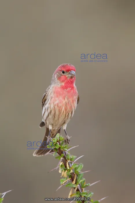 : House Finch - male : House Finch - male