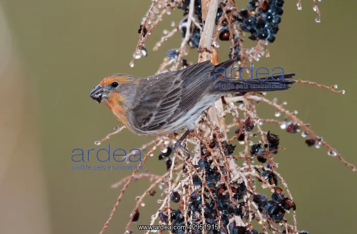 : House Finch - male with abnormal colouring in its : House Finch - male with abnormal colouring in its