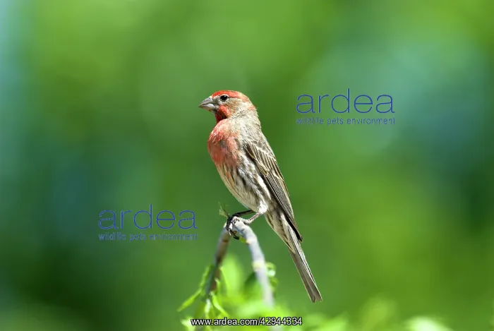 : House Finch - Male on branch : House Finch - Male on branch