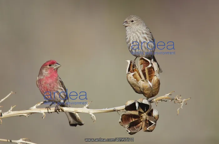 : House Finch - male and female : House Finch - male and female
