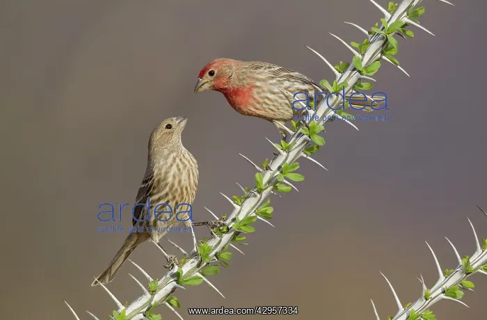  : House Finch - male and female