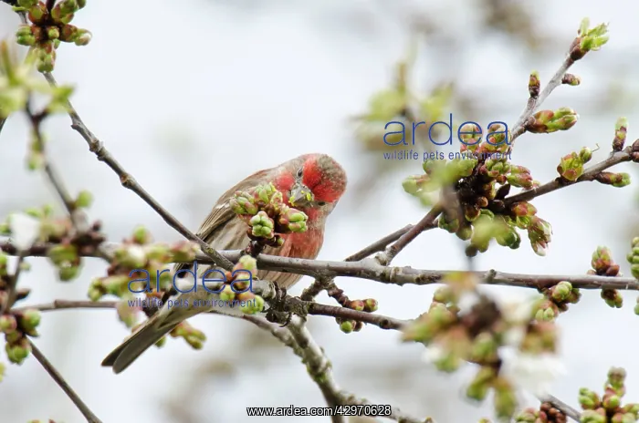 : House Finch - male in flowering cherry tree : House Finch - male in flowering cherry tree