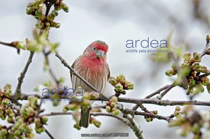 : House Finch - male in flowering cherry tree : House Finch - male in flowering cherry tree