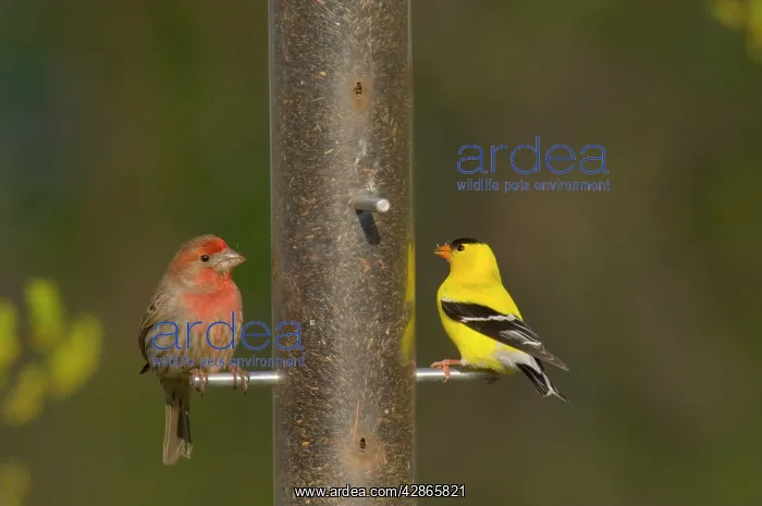 : House Finch - male, with male American Goldfinch : House Finch - male, with male American Goldfinch