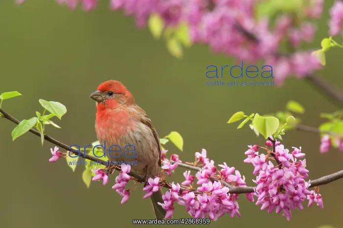 : House Finch - male in redbud tree, spring : House Finch - male in redbud tree, spring