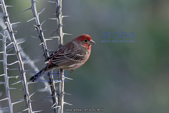  : House Finch - On ocotillo