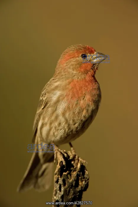 : House Finch - Perched on cactus : House Finch - Perched on cactus