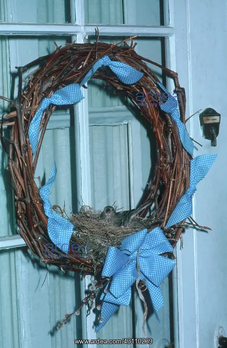 : House Finch in Wreath : House Finch in Wreath