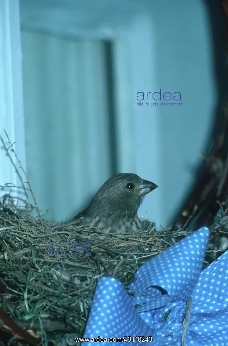 : House Finch in Wreath : House Finch in Wreath