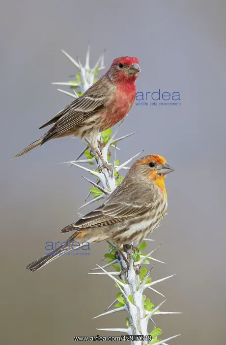 : House Finch - Yellowish male below and normal male above : House Finch - Yellowish male below and normal male above