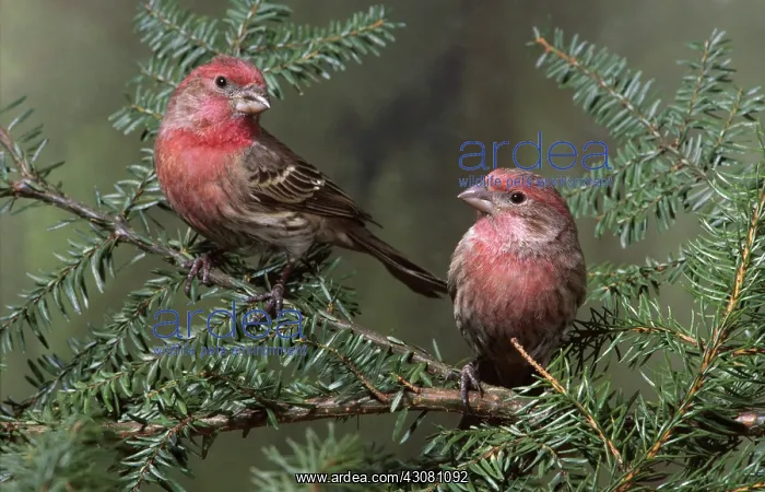: House finches : House finches