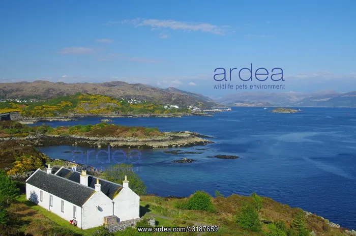 : House, flowering gorse and coastal landscape, Kyle : House, flowering gorse and coastal landscape, Kyle