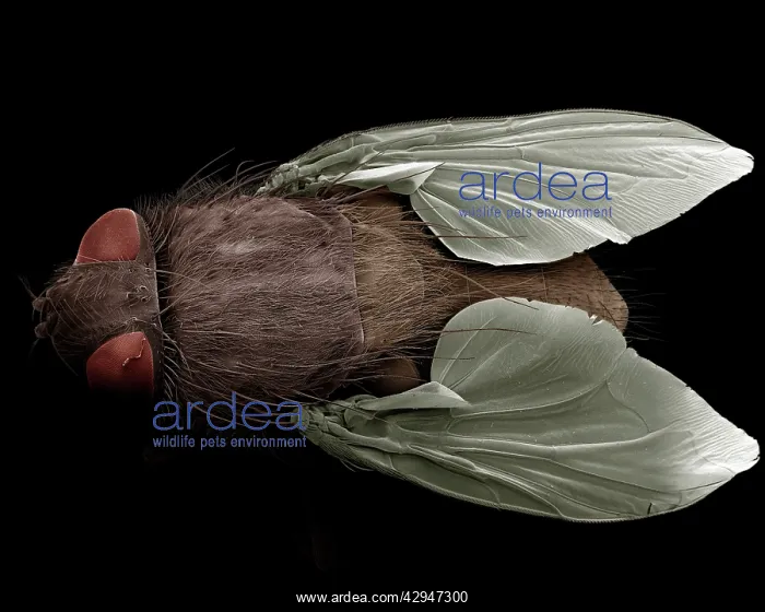 : House Fly, (Musca domestica). Scanning Electron Micrograph (SEM) : House Fly, (Musca domestica). Scanning Electron Micrograph (SEM)