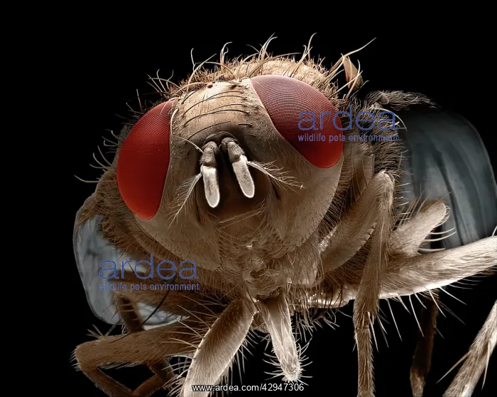 : House Fly (Musca domestica). Scanning Electron Micrograph (SEM) : House Fly (Musca domestica). Scanning Electron Micrograph (SEM)