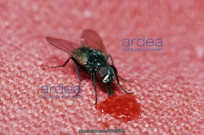 : House fly. A house fly (Musca domestica) feeds on a drop of soda : House fly. A house fly (Musca domestica) feeds on a drop of soda