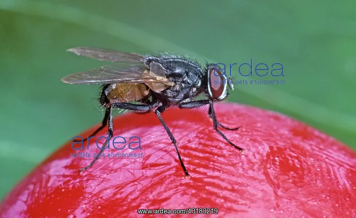 : House Fly, Musca domestica; on plum fruit : House Fly, Musca domestica; on plum fruit