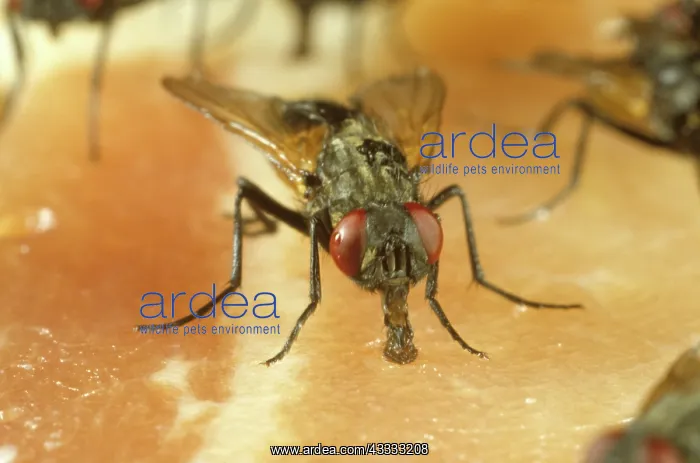 : House fly (Musca domestica) feeding on meat through proboscis : House fly (Musca domestica) feeding on meat through proboscis