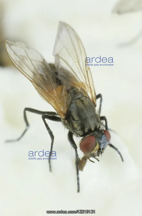 : House Fly on cheese : House Fly on cheese