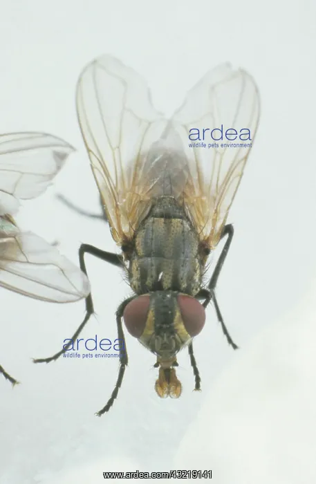 : House Fly on cheese : House Fly on cheese