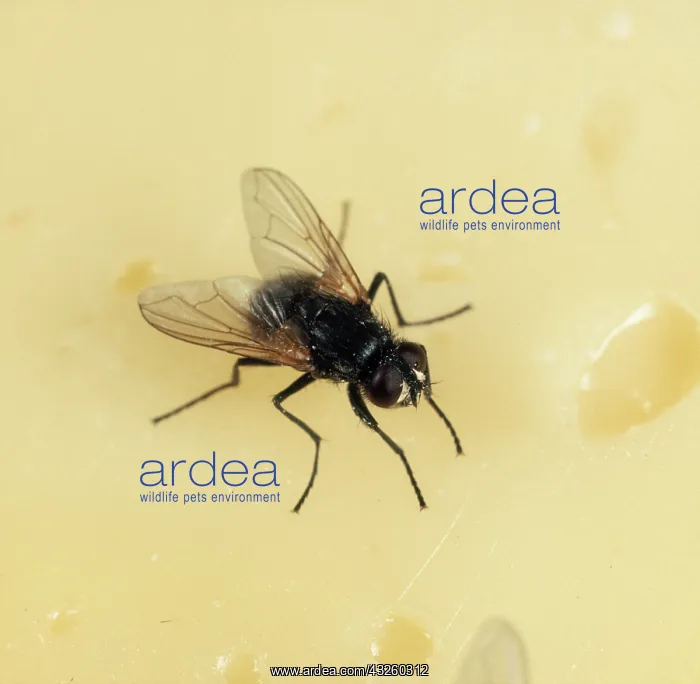 : House fly on cheese : House fly on cheese