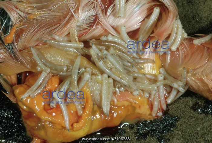 : House Fly Maggots : House Fly Maggots