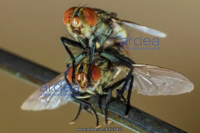  : House Fly mating
