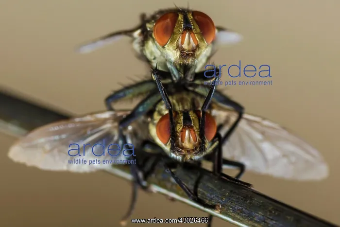  : House Fly mating