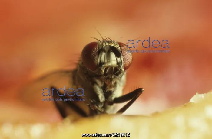 : House Fly on Meat : House Fly on Meat