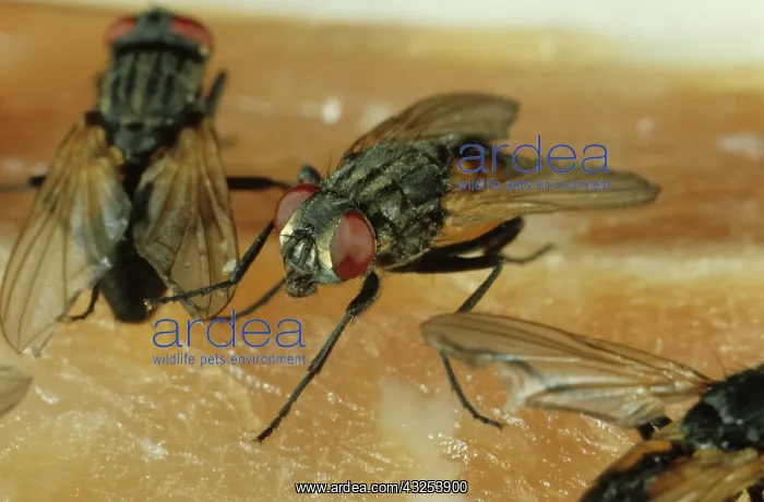 : House Fly on meat : House Fly on meat