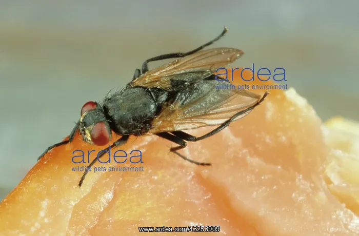 : House Fly on meat : House Fly on meat