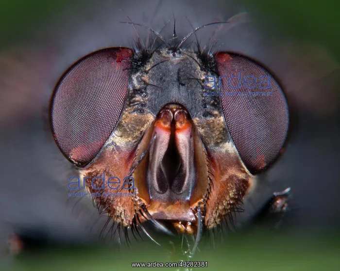 : House fly (Musca domestica), compound eyes, Hesse : House fly (Musca domestica), compound eyes, Hesse